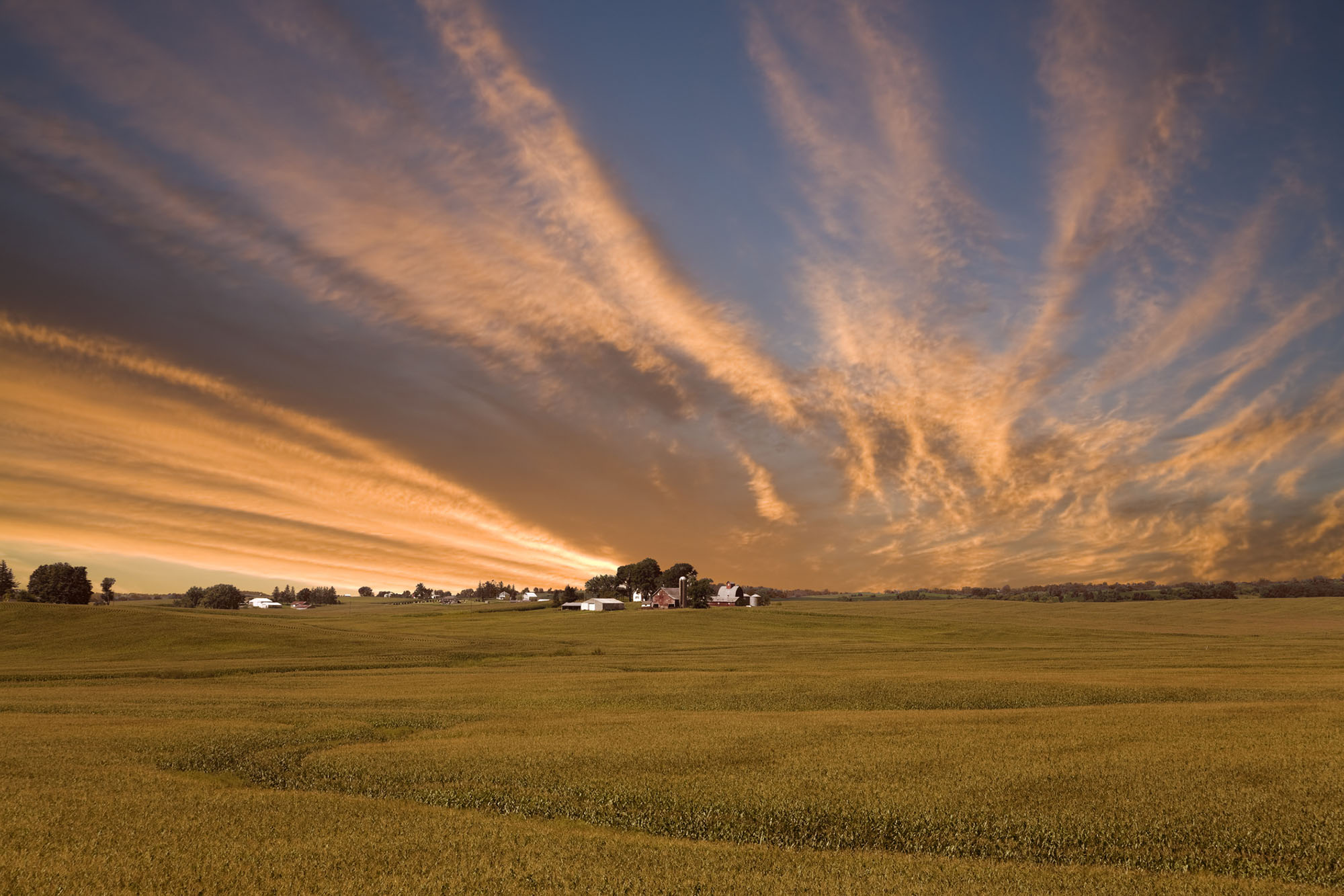 Iowa Corn Field Sunset