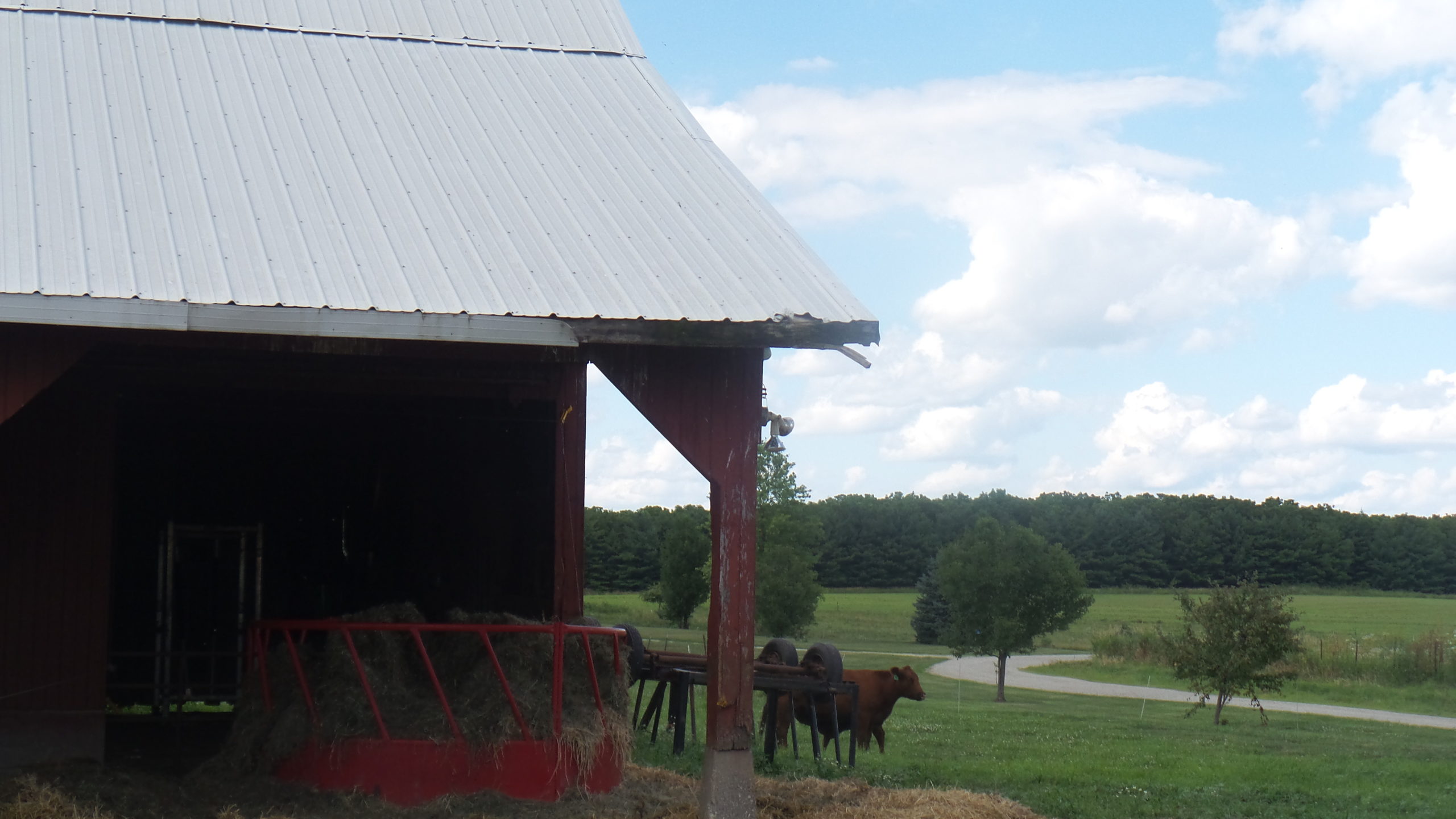red barn with cows showing security camera for business